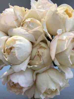 Айвори Ив Пьяж (Ivory Yves Piaget)