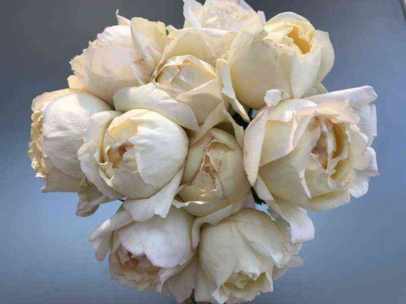 Айвори Ив Пьяж (Ivory Yves Piaget)