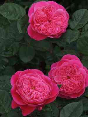 akademiya.jpg Академия (Accademia)