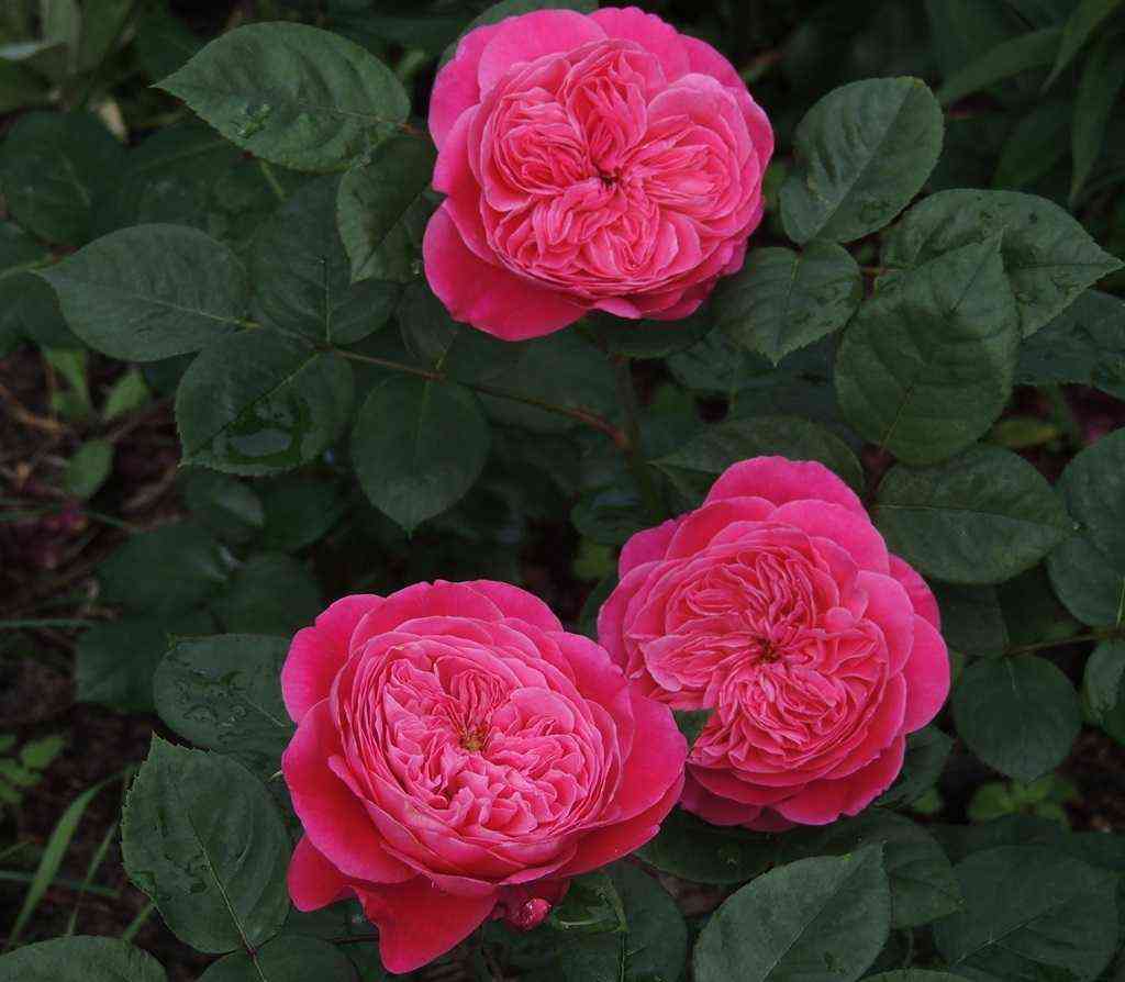 Академия (Accademia)