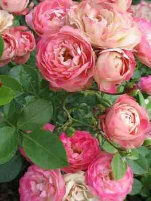 Акрополис (Acropolis)