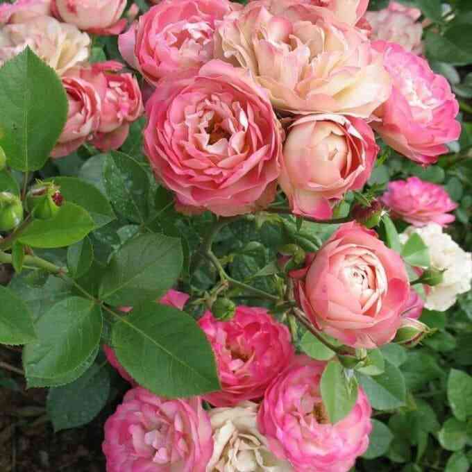 akropolis.jpeg Акрополис (Acropolis)