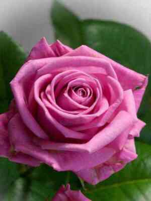 akva.jpg Аква (Aqua)