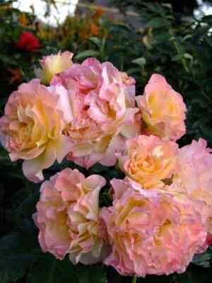 akvarel.jpg Акварель (Aquarell)