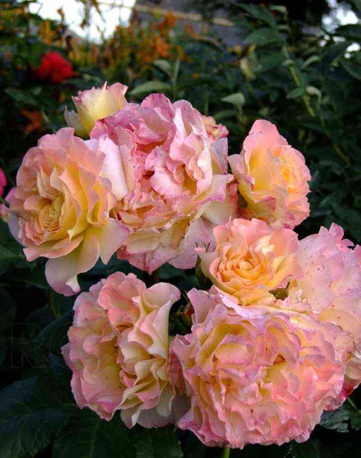 Акварель (Aquarell)