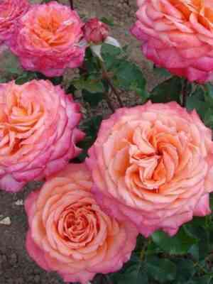 al_breht_dyurer.jpg Альбрехт Дюрер (Albrecht Durer)