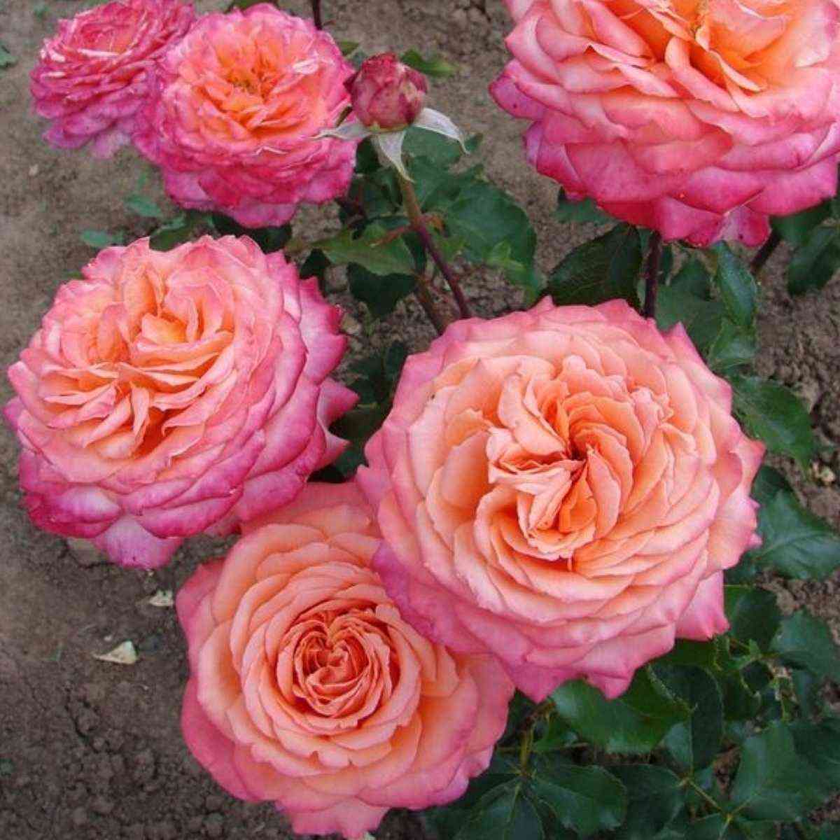 al_breht_dyurer.jpg Альбрехт Дюрер (Albrecht Durer)