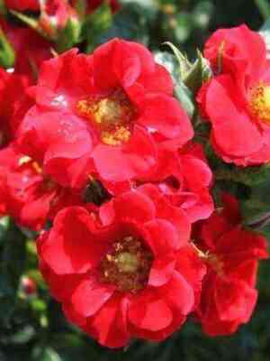 al_penglyuhen.jpg Альпенглюхен (Alpenglhen)