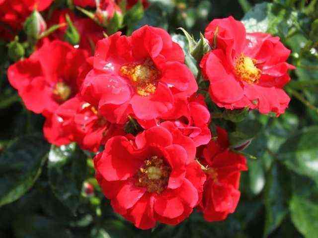 al_penglyuhen.jpg Альпенглюхен (Alpenglhen)