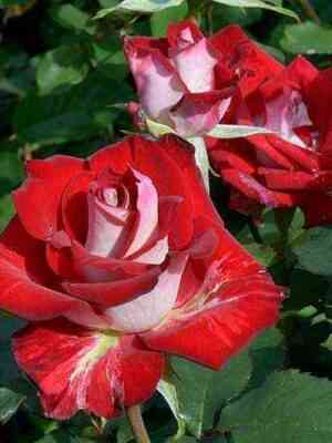 al_yans.jpg Альянс (Alliance)