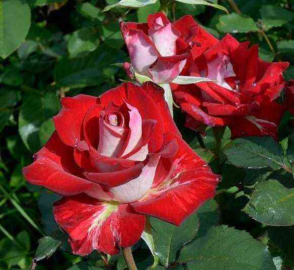 Альянс (Alliance)