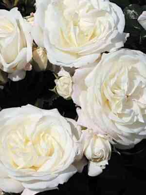 Алабастер (Alabaster)