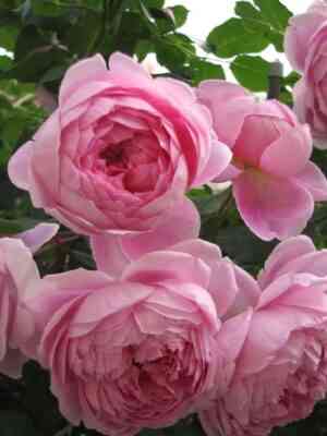 alan-titchmarsh.jpg Алан Титчмарш (Alan Titchmarsh)