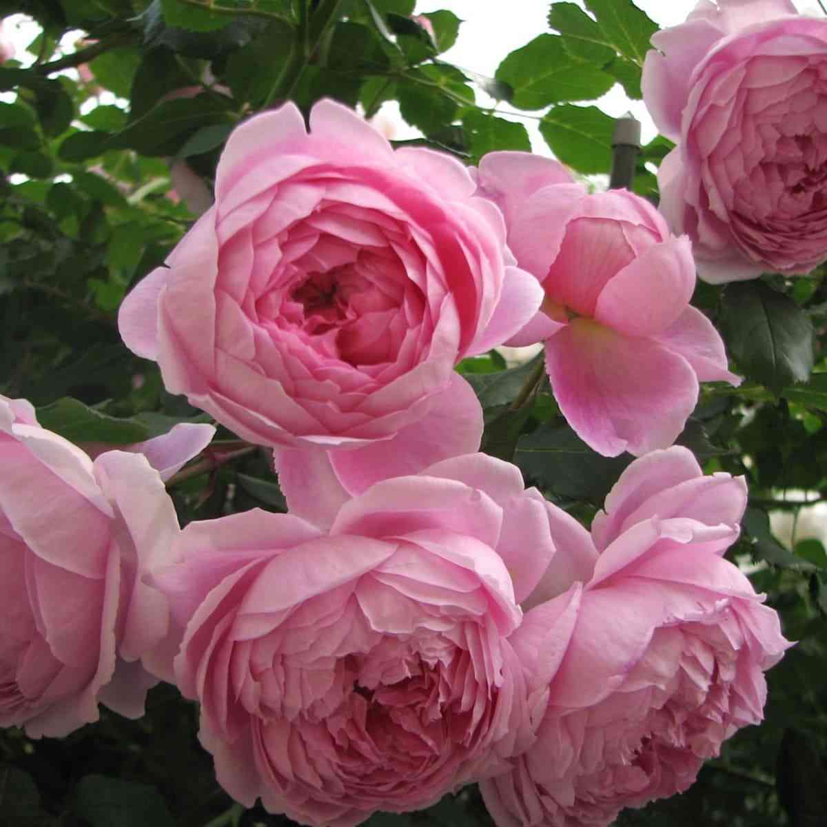 Алан Титчмарш (Alan Titchmarsh)