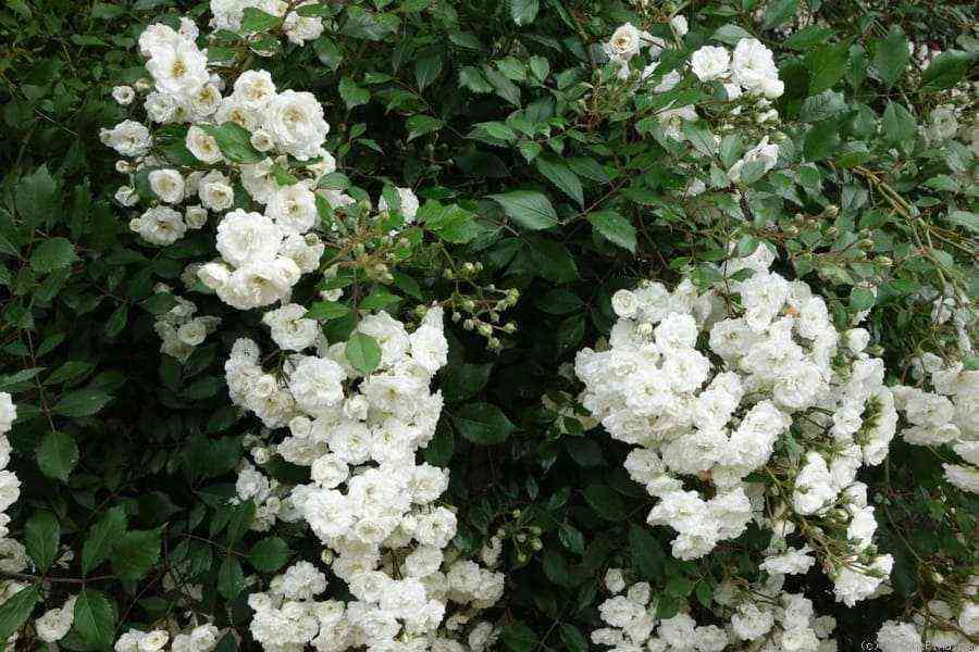 alba.jpg Альба Мейяндекор (Alba Meillandecor)