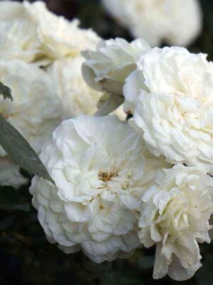 alba1.jpg Альба Мейяндекор (Alba Meillandecor)