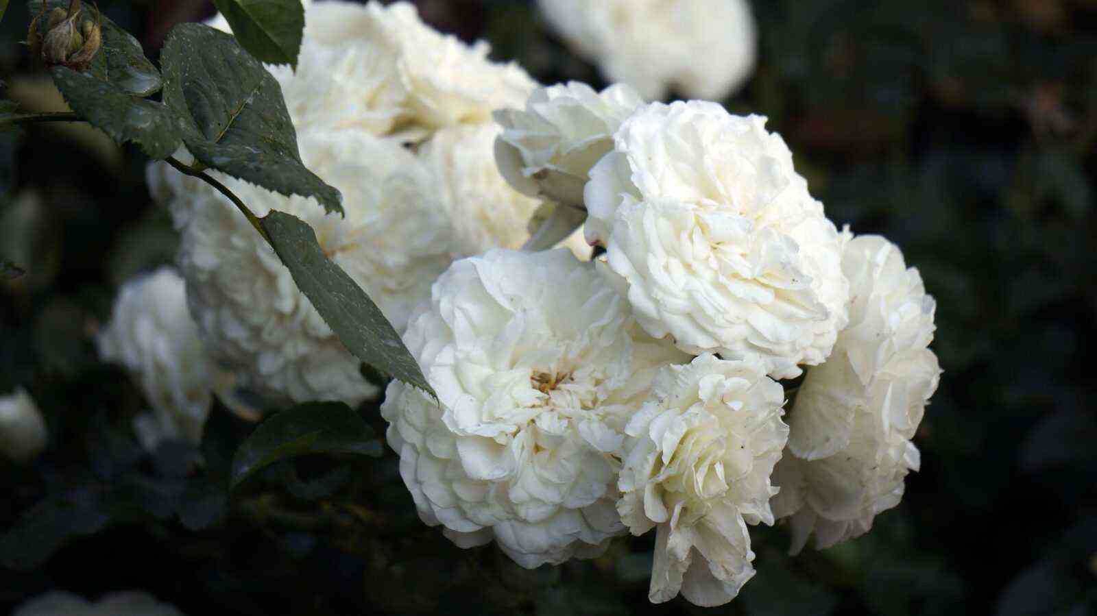 alba1.jpg Альба Мейяндекор (Alba Meillandecor)