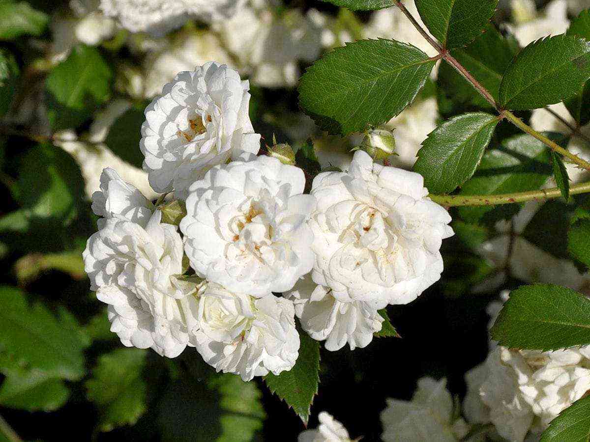 alba2.jpg Альба Мейяндекор (Alba Meillandecor)