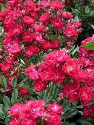 Альберик (Alberich)