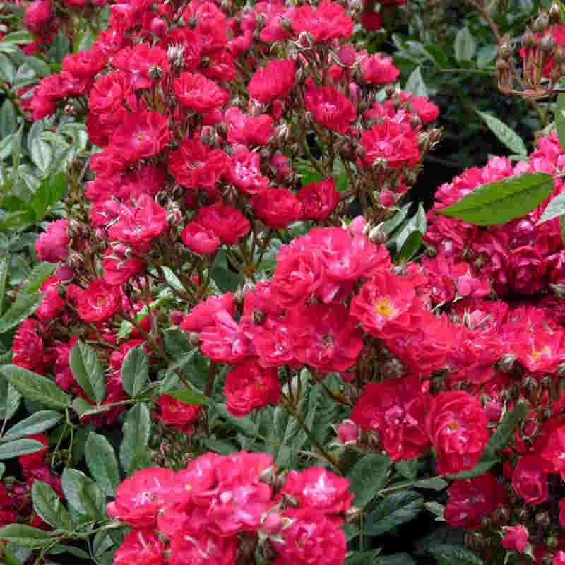 Альберик (Alberich)