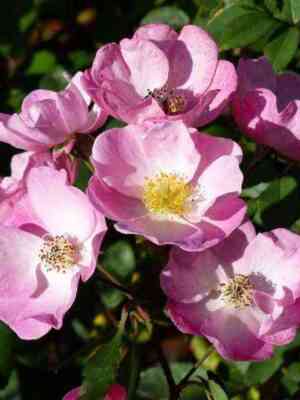 alden-b_yussen_optimized.jpg Алден Бизен (Alden Biesen)