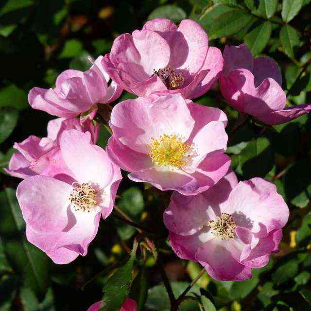 Алден Бизен (Alden Biesen)