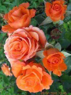 alegriya_alegria_optimized.jpg Алегрия (Alegria)