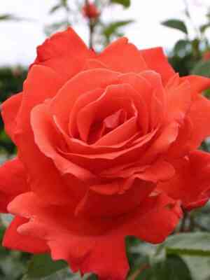 aleksandr.jpg Александр (Alexander)