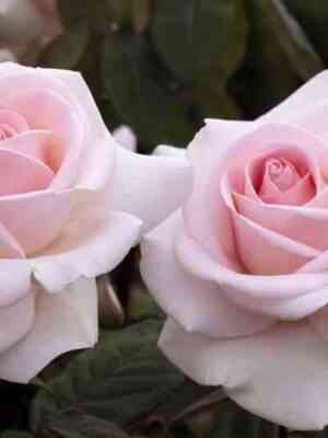 aleksandr-pushkin-prince-jardinier_optimized.jpg Александр Пушкин (Prince Jardinier)