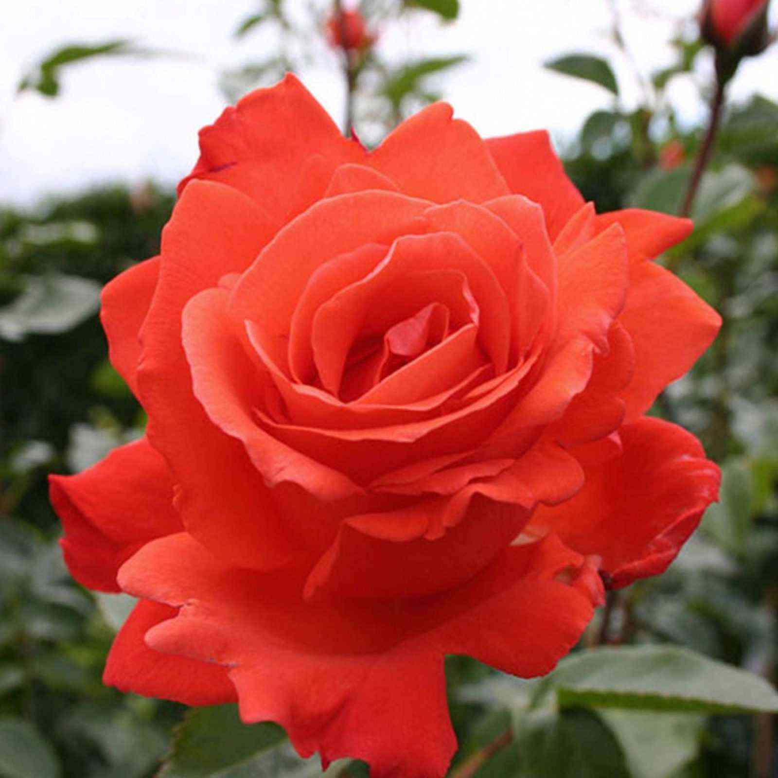 aleksandr.jpg Александр (Alexander)