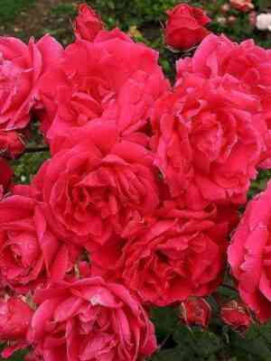 Александр Маккензи (Alexander MacKenzie)