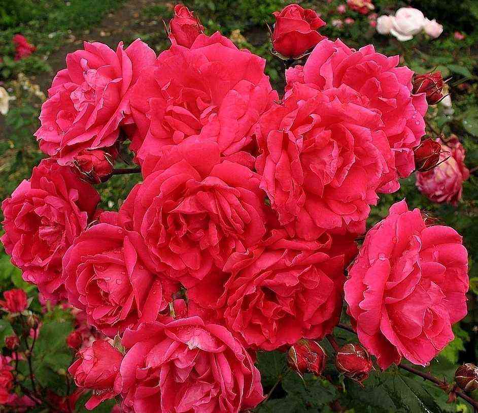 Александр Маккензи (Alexander MacKenzie)