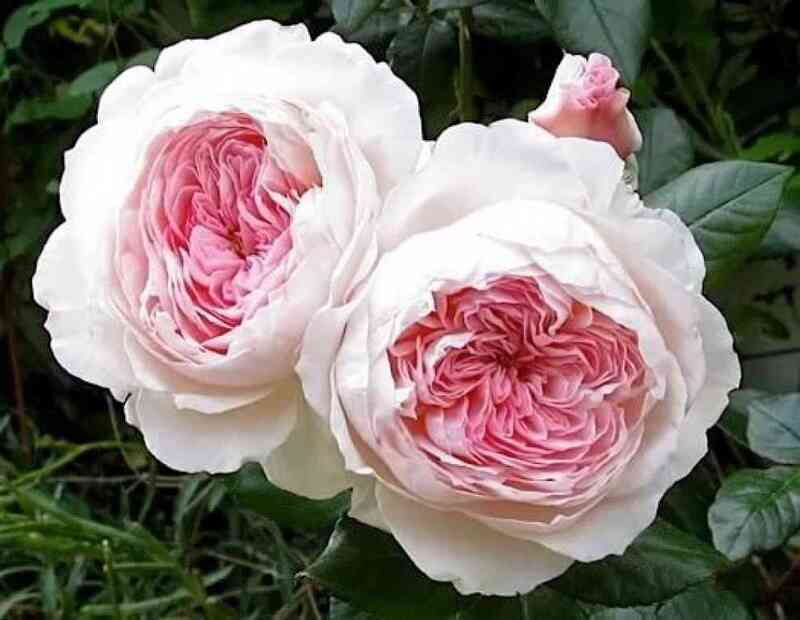 aleksandra-ljuksenburg.jpg Александра Принцесса Люксембургская (Alexandra - Princesse de Luxembourg)