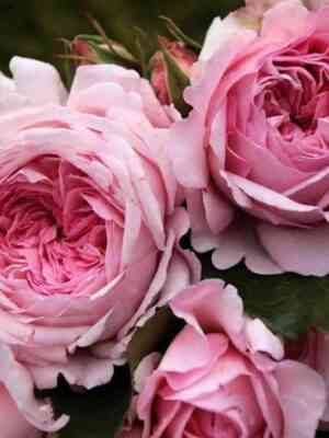 aleksandra-ljuksenburg1.jpg Александра Принцесса Люксембургская (Alexandra - Princesse de Luxembourg)