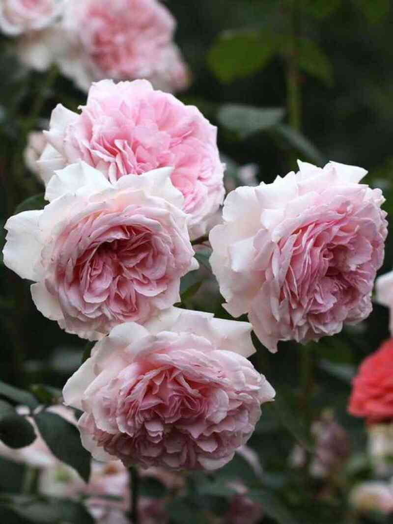 aleksandra-ljuksenburg3.jpg Александра Принцесса Люксембургская (Alexandra - Princesse de Luxembourg)