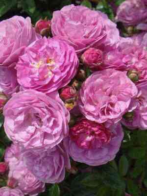 aleviya.jpg Алевия (Allevia)