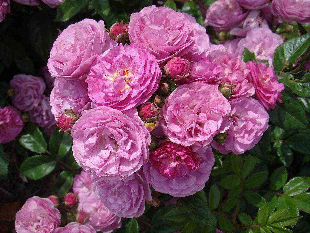 Алевия (Allevia)