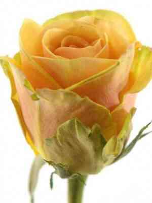 alhimiya.jpg Алхимия (Alchymist)