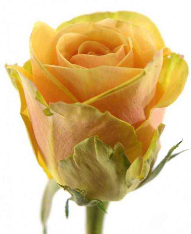 Алхимия (Alchymist)