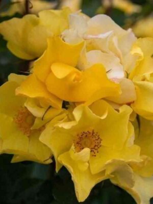 Али Дорате (Ali Dorate)