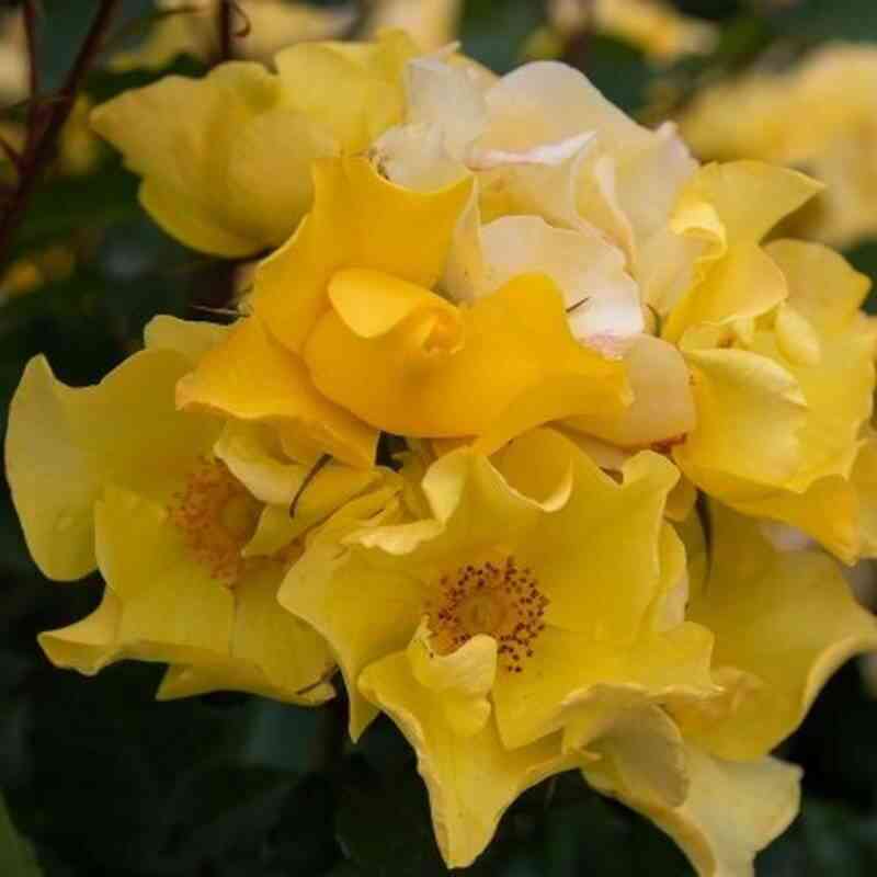 ali-dorate-ali-dorate_optimized.jpg Али Дорате (Ali Dorate)