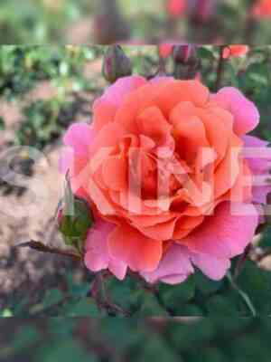 Алибаба (Alibaba)