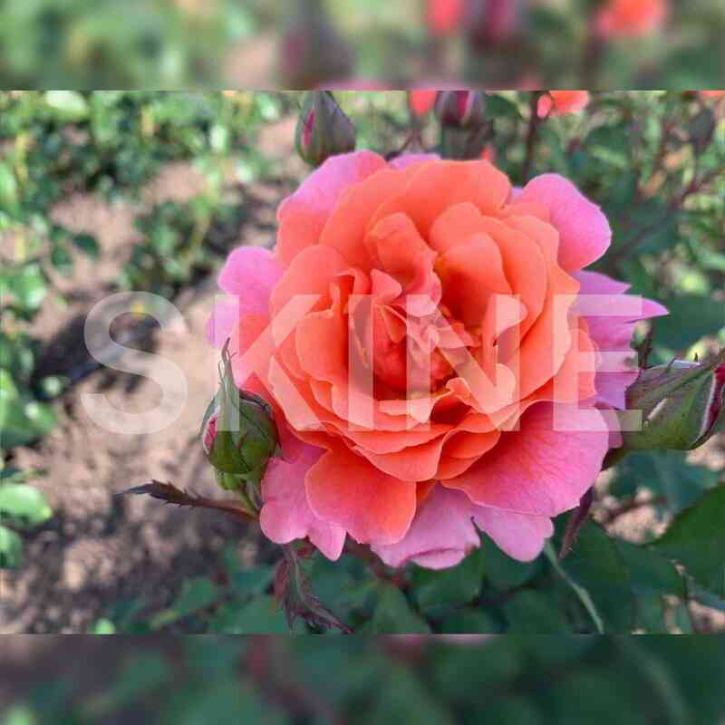 Алибаба (Alibaba)