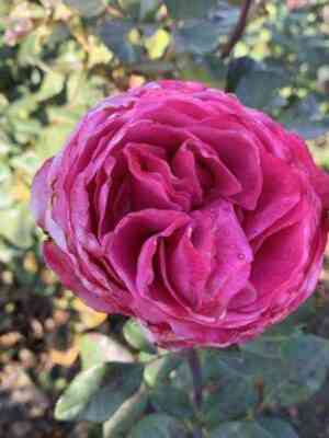 all_fo_lav.jpg Олл Фо Лав (All4Love)