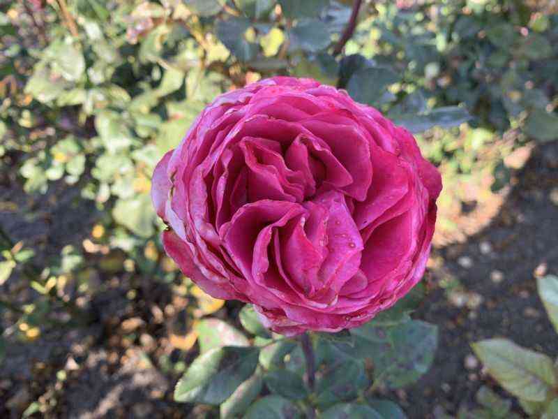 Олл Фо Лав (All4Love)