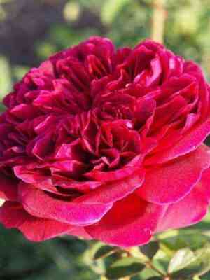 allan_sushon.jpg Аллан Сушон (Alain Souchon)