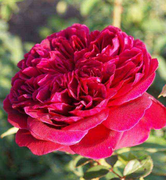 allan_sushon.jpg Аллан Сушон (Alain Souchon)