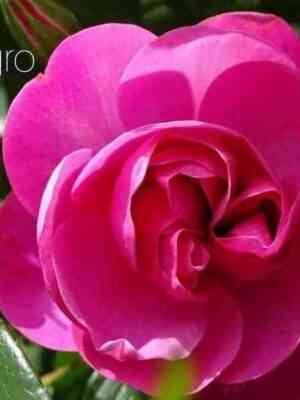 Аллегро (Allegro)