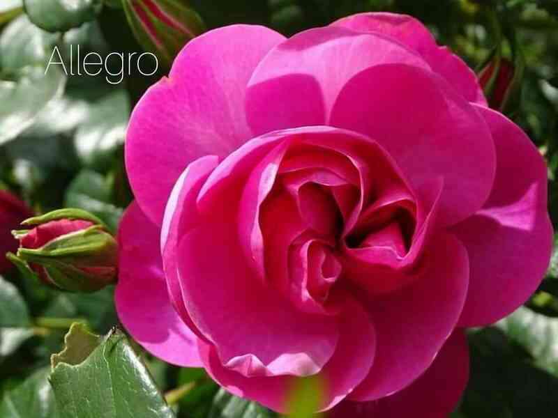 Аллегро (Allegro)