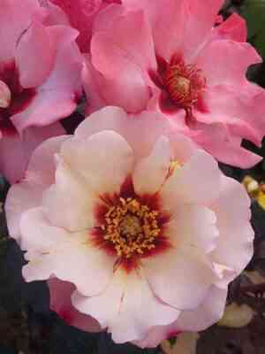 allesar-princessa-fenikijskaya_optimized.jpg Алиссар Принцесса Финикийская (Alissar Princess of Phoenicia)